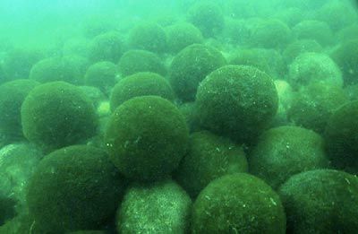 Icelandic Nature, Marimo Moss, Marimo Moss Ball, Moss Ball, Ball Aesthetic, Moss Balls, Iphone Wallpaper Themes, Im Going Crazy, Ocean Creatures