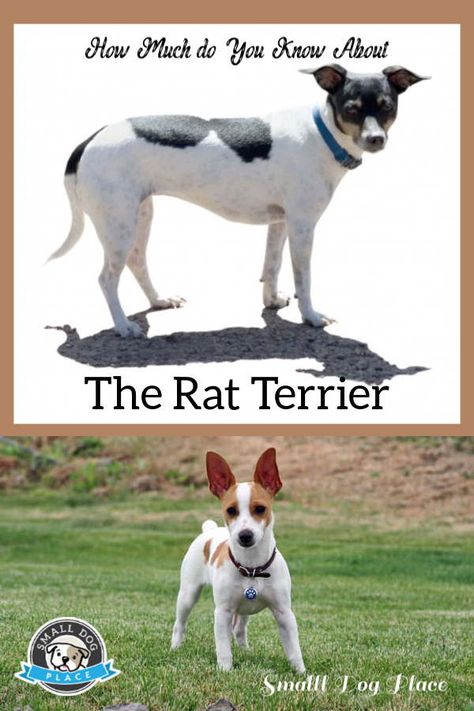 Rat Terriers Dogs, Rat Terrier Dogs, Best Friend Forever, Giant Breeds, Rat Terrier, The Loyal, Rat Terriers, Watch Dogs, Small Dog Breeds