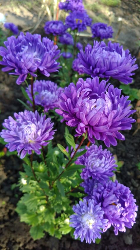 Purple Chrysanthemum, Very Beautiful Flowers, Garden Flower Beds, Blue And Purple Flowers, Flower Landscape, Dahlia Flower, Beautiful Flowers Pictures, Elegant Flowers, Flower Beauty