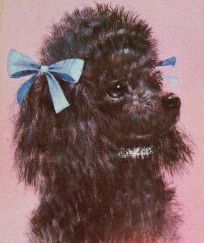 Vintage Poodle Illustration, Black Poodle Painting, Black Poodle Illustration, Poodle Aesthetic, Poodle Black, Poodle Drawing, Grey Poodle, Poddle, Frog Drawing