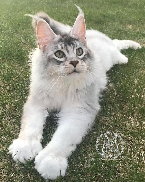 Mainecoon Cat, Dream's Cat, Söt Katt, Norwegian Forest Cat, Fluffy Cat, Domestic Cat, Warrior Cats, Maine Coon, Pretty Cats