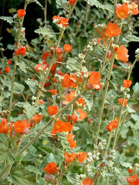 Desert mallow is a favorite evergreen shrublet with fuzzy, silvery, crenulated leaves and cupped flowers in shades of brilliant orange to watermelon red. #gardening #gardenideas #gardenplants #bhg Understory Plants, Native Plant Landscape, California Native Garden, California Plants, California Native Plants, Native Plant Gardening, California Garden, Dry Garden, California Desert