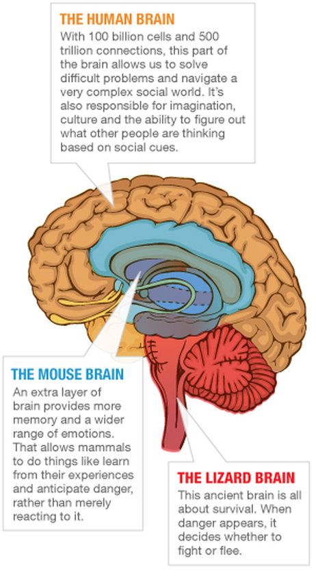 From Primitive Parts, A Highly Evolved Human Brain Evolved Human, Lizard Brain, Brain Study, Observational Learning, Ap Psych, Learning Psychology, Psychology Studies, Dream Reality, Social Cues