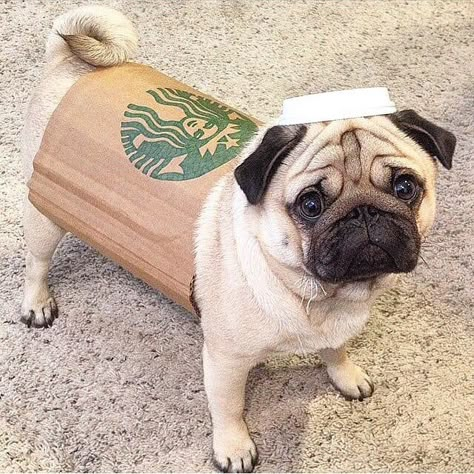 Slide 24 of 27 A Pug, Dog Halloween Costumes, Diy Dog, Dog Halloween, Pug Dog, Pug, Halloween Costumes, Coffee, Halloween