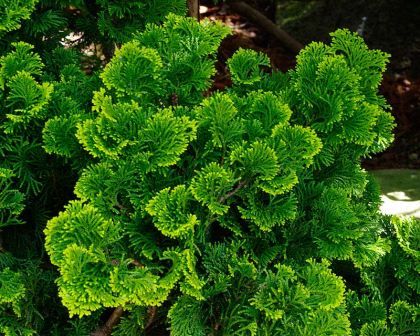 Evergreen Bonsai, Hinoki False Cypress, Chinese Evergreen Plant Varieties, Slender Hinoki Cypress, Italian Cypress Trees, Hinoki Cypress, Chamaecyparis Obtusa 'nana Gracilis', Backyard Garden Diy, Planting Plan