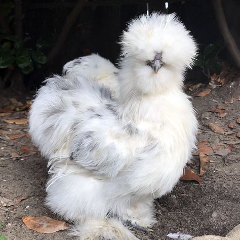 A Paint Silkie is an Exotic Fluffy Chicken Silkie Chickens Coop, Fluffy Chicken, Bantam Chickens, Fancy Chickens, Silkie Chickens, Beautiful Chickens, Crazy Chicken Lady, Therapy Animals, Favorite Chicken