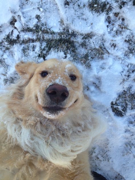 selfie in winter Chien Golden Retriever, Dog Expressions, A Golden Retriever, Snow Dogs, Funny Dog Pictures, True Happiness, Cute Animal Photos, Golden Retrievers, Baby Dogs