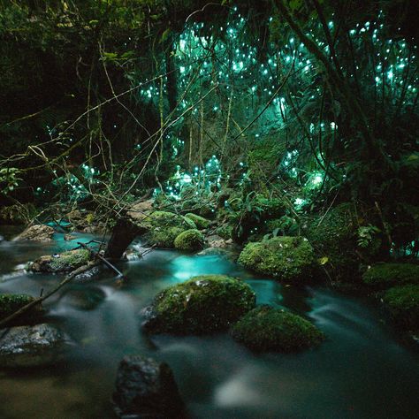 16.1k Likes, 429 Comments - Jacob Moon (@moonmountainman) on Instagram: ��“One of my big bucket list things to see in New Zealand was the glow worms 🐛. If you’ve been…” Glow Worm Cave, Glow Worms, Get Paid To Travel, Paid To Travel, Underground Caves, Glow Worm, Autumn Park, Lost City, Oh The Places Youll Go