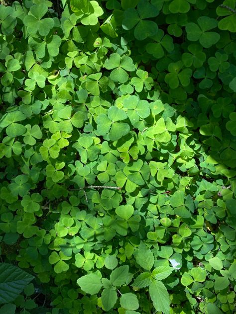 #clover #garden #aesthetic #nature #wallpaper #green #inspiration #spring #summer #forest #photography #field #coquette #photooftheday Clover Garden, Clover Field, Summer Forest, Green Inspiration, Wallpaper Green, Garden Aesthetic, Aesthetic Nature, Clover Green, Animal Sanctuary