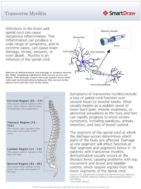 Transverse Myelitis (Spinal Cord Damage) General overview. Alissa diagnosed 8/6. Sacrum region Transverse Myelitis, Exercises For Lower Back, Ms Awareness, Nurse Stuff, Injury Recovery, Body Cells, Lower Back Exercises, Nerve Cell, Nerve Damage