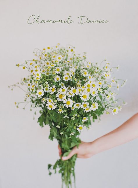 chamomile daisies Flower Guide, Shabbat Shalom, Trendy Flowers, Seasonal Flowers, Beautiful Blooms, Ikebana, Summer Flowers, Love Flowers, Amazing Flowers