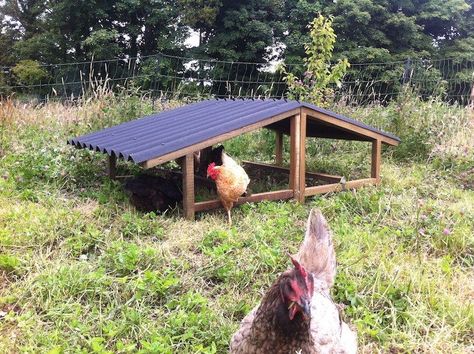 Chicken Shelter, Cute Chicken Coops, Chicken Barn, Shelter Design, Being Outside, Backyard Poultry, Chicken Chick, Chicken Garden, Sun And Rain