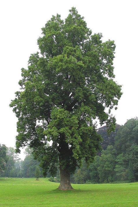 Tulip Tree Liriodendron Tulipifera, Tulip Poplar, Seeds Growing, Tree Story, Apricot Tree, Tree Seedlings, Symbol Of Life, Tree Species, Reduce Energy