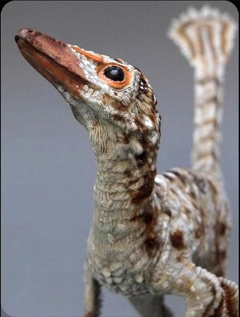 Feathered dinosaur Troodon, a relatively small, bird-like dinosaur from the Campanian age of the Cretaceous period (about 77 mya). Troodon Art, Feathered Dinosaurs, Prehistoric Wildlife, Dinosaur Images, Taxidermy Art, Ancient Animals, Prehistoric Art, Paleo Art, Extinct Animals