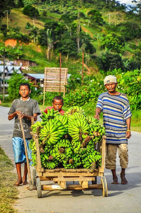 Transport Bananas  in Madagascar. Madagascar Honeymoon, Madagascar Art, Madagascar Culture, Madagascar Travel, Poem Analysis, Marcel Proust, Travel Humor, Sustainable Travel, African Countries