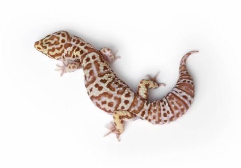 Adult Snow Bell Albino Leopard Gecko - Eublepharis macularius (Captive Bred) Albino Leopard Gecko, Live Animals, Dairy Cows, Leopard Gecko, Gecko, Reptiles, Animal Pictures