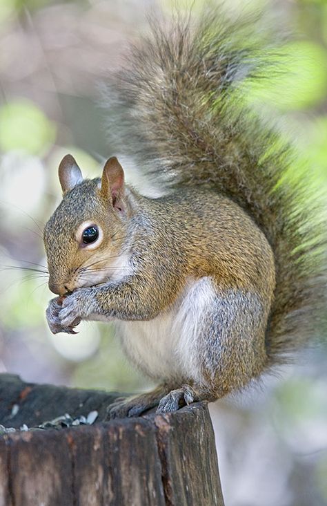 With Fall here the squirrels are busy. There’s lots of food for them now with the acorns and hickory nuts ripening. At the PGT we have Grey Squirrels, Fox Squirrels and the nocturnal Flying Squirrels. You can find squirrels anywhere there are trees, especially if there are nuts. #squirrel #fall #mammal #nature #wildlife #naturephotography #ArtForHealing #HealthcareDesign #fineartphotography #evidencedbasedart #wallart #healingart #artwork Sciurus carolinensis Drawing Squirrel, Tree Rat, Squirrel Drawing, Squirrel Tattoo, Eastern Gray Squirrel, Flying Squirrels, Squirrel Pictures, Wild Animals Photography, Lots Of Food