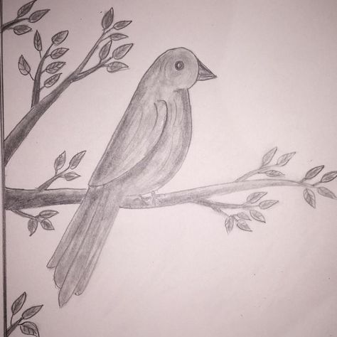 Bird Pencil Drawings Easy, Bird Drawings Easy, Easy Bird Drawing, Sketch Step By Step, Draw A Bird, Birds Drawing, Easy Bird, Exam Quotes, Bird Sketch