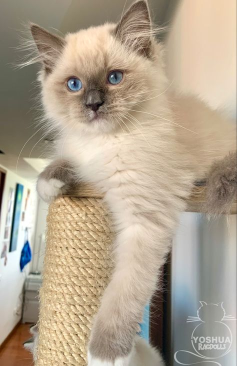 Blue Mitted Ragdoll, Blue Point Cat, Blue Point Ragdoll, Mitted Ragdoll, Blue Point, Ragdoll Kitten, Cat Aesthetic, Cute Pets