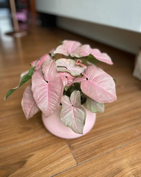 Syngonium Neon Robusta, Pink Plant Aesthetic, Pink Houseplants, Pink Syngonium, Syngonium Plant, Core Exercises For Women, Pink Plants, Plant Care Houseplant, Pink Plant