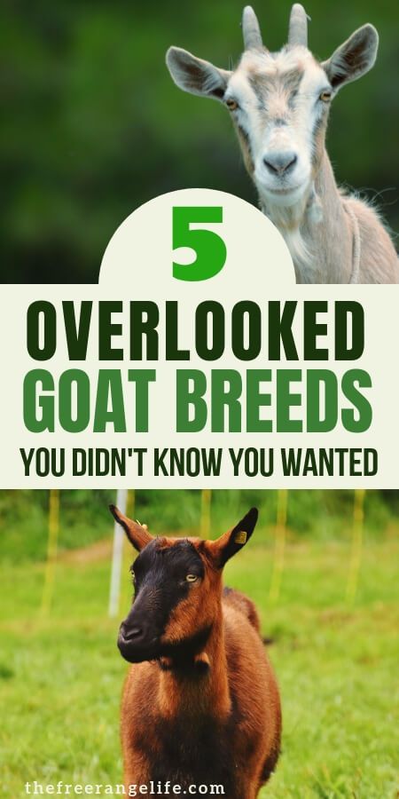 Goats For Beginners, Types Of Goats, Goat Ideas, Keeping Goats, Goat Health, Goat Breeds, Small Goat, Homestead Animals, Raising Farm Animals