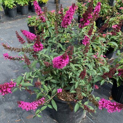 HOT RASPBERRY BUTTERFLY BUSH live shrub. Growing just 3 ft. tall and wide, this floriferous Butterfly Bush is a colorful choice to attract pollinators to the garden. Its sweetly scented, nectar rich, magenta red flowers are appealing to butterflies, honeybees, hummingbirds, and countless other helpful insects. With its compact size and graceful branching, this outdoor plant is perfectly proportioned for patio pots and smaller spaces. | Primrue Flowering Plant in Pot | 12 H x 10 D in | Wayfair Rush Plant, Garden Site, Plant In Pot, Magenta Flowers, Plant Zones, Patio Pots, Cottage Garden Plants, Border Plants, Outdoor Plant