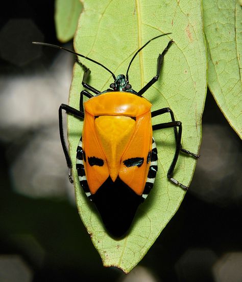 Man-faced Shield Bug (Catacanthus incarnatus, Pentatomidae) Man Faced Stink Bug, Insects Up Close, Bug Faces Up Close, Insects Close Up, Shield Bugs, Weird Insects, Stink Bugs, Cool Insects, Cool Bugs