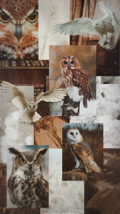 Owl Wallpaper Aesthetic, Owl Wallpaper Iphone, Owl Collage, Owl Wallpaper, White Magic, Pink Wallpaper Iphone, Aesthetic Iphone, Screen Wallpaper, Lock Screen