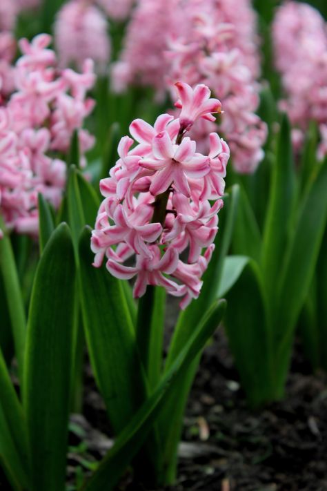 pink hyacinth Pink Hyacinth, Hyacinth Flowers, Pink Elephant, Modern Garden, Flower Power, Dream Wedding, Elephant, Purple, Plants