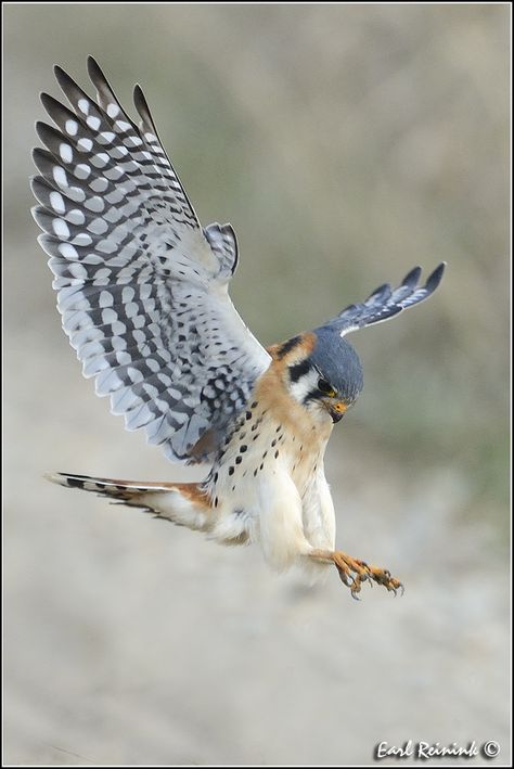 Bird Of Prey Tattoo, Raptors Bird, American Kestrel, Bird Sketch, Animals Photography, Bird Carving, Spirit Animals, Kestrel, Bird Artwork