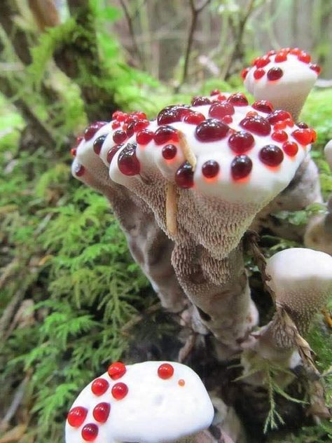 Mushroom Pictures, Plant Fungus, Gothic Garden, Slime Mould, Mushroom Fungi, Wild Mushrooms, Mushroom Art, Pretty Plants, Cool Plants