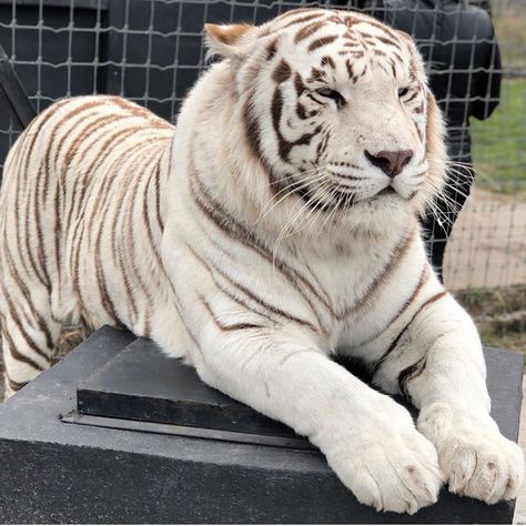 Chinese White Tiger, White Tiger Aesthetic, Leucistic Animals, Black Jaguar White Tiger, Big Tiger, White Tigers, Scary Cat, Cute Tigers, Wild Creatures