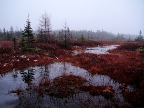 Reflections on the Peat Bog | by Orion 2 Peat Bog, To Infinity And Beyond, Arte Fantasy, Nature Aesthetic, Pretty Places, Fantasy Landscape, Not Mine, Pretty Pictures, Beautiful Landscapes