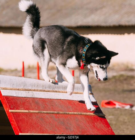 Dog Stock Photo, Dog Agility, Sporting Dogs, Husky Dogs, Working Dogs, Siberian Husky, Shiba Inu, Dream Life, Husky