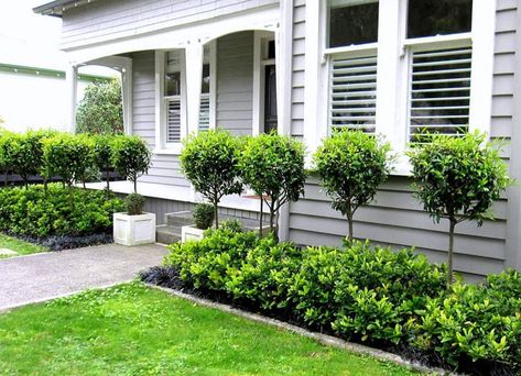 Seed Landscapes, landscape design in Auckland Villa Architecture, Funny Vine, Cheap Landscaping Ideas, Modern Front Yard, Front Gardens, Front Garden Design, Front Yard Design, Front Landscaping, Garden Shrubs