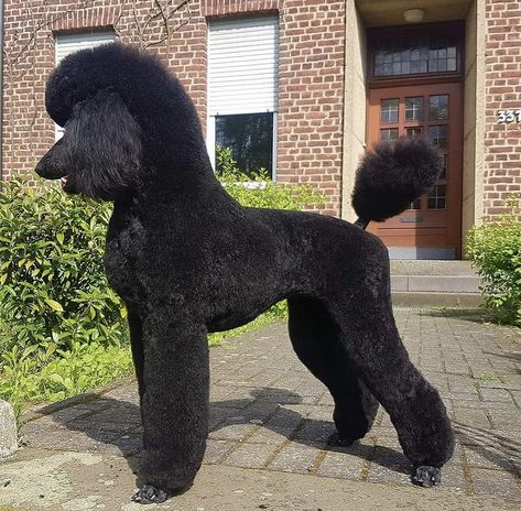 Standard Poodle Cuts, Poodle Puppy Cut, Standard Poodle Grooming, Poodle Haircut Styles, Moyen Poodle, Goldendoodle Grooming, Dog Dye, Black Standard Poodle, Poodle Hair