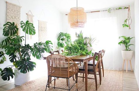 How To Become A Houseplant Queen, Even If You Think You Can't Keep Plants Alive Boho Style Dining Room, What Size Rug, Area Rug Placement, Warm Dining Room, Living Room Rug Placement, Boho Style Interior, Dark Wood Table, Boho Dining Room, Rug Placement