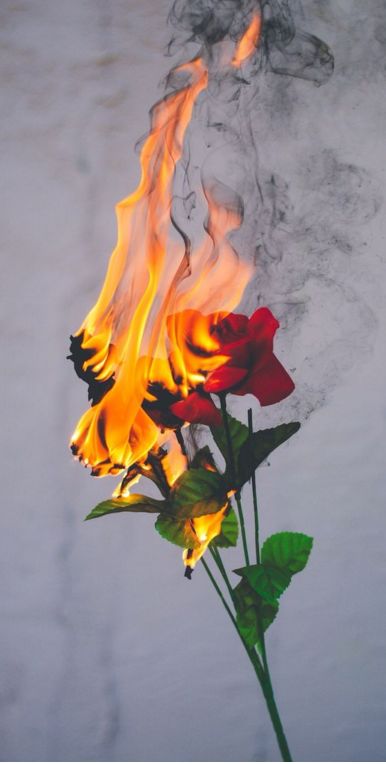 fire in bloom Have Inspiration, Tumblr Wallpaper, On Fire, Aesthetic Iphone Wallpaper, Red Rose, Iphone Background, The Words, Leave Me, Art Wallpaper