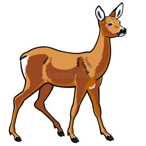 Female Deer Art, Female Deer Drawing, Deer Side View, Side View Picture, Images Of Squirrels, Female Deer, Deer Vector, Deer Cartoon, Deer Drawing