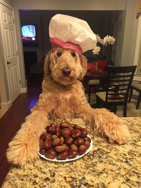 Roasting chestnuts on an open fire Funny Goldendoodle, Dog Baking, Doodle Funny, Dog Crossbreeds, Doodle Dogs, Golden Doodles, Goldendoodle Puppies, Dog Needs, Doodle Puppy