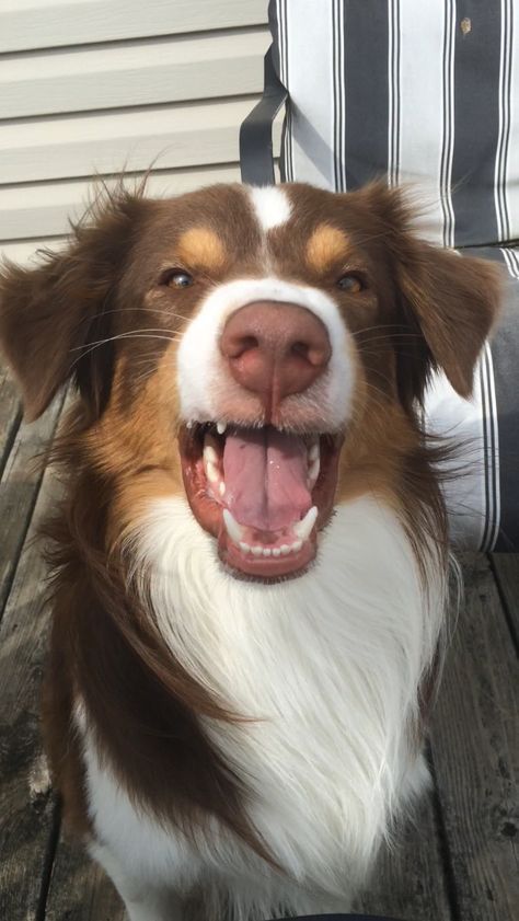 Brown Aussie Shepherd, Brown Australian Shepherd, Dog Goggles, Smart Working, Aussie Shepherd, Australian Shepherd Puppy, Aussie Dogs, Working Dog, Dream Dog