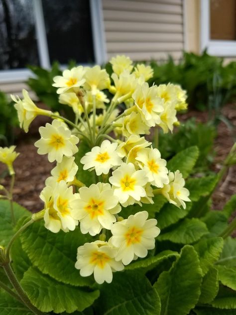 UNIDENTIFIED English Primrose English Primrose, Lady Bird Johnson, Lake Bled, English Garden, Mellow Yellow, Flowers Photography, Happy Place, Cottage Garden, Yellow Flowers