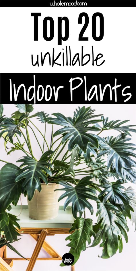 Tropical Plants Indoor, Big Indoor Plants, Indoor Tropical Plants, Low Maintenance Indoor Plants, Tall Indoor Plants, Indoor Plants Low Light, Large Indoor Plants, Plants Uk, Trendy Plants