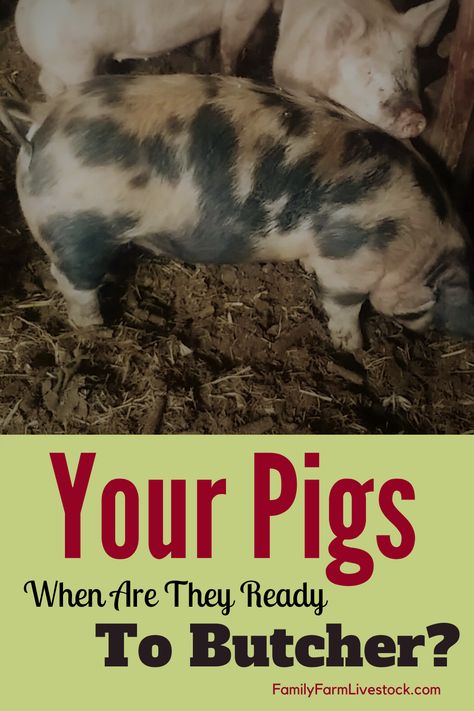 Raising Pigs For Meat, Pigs Farming Livestock, Geese Breeds, Survival Knowledge, Pastured Pigs, Hog Farm, 4h Ideas, Sustainable Homestead, Homesteading Animals