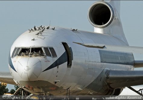 L1011 Tristar L1011 Tristar, L 1011 Tristar, Lockheed L-1011 Tristar, Jefferson Airplane Poster, Airplane Graveyard, Fairchild C-119 Flying Boxcar, Commercial Aircraft, Circle Of Life, Vintage Aircraft