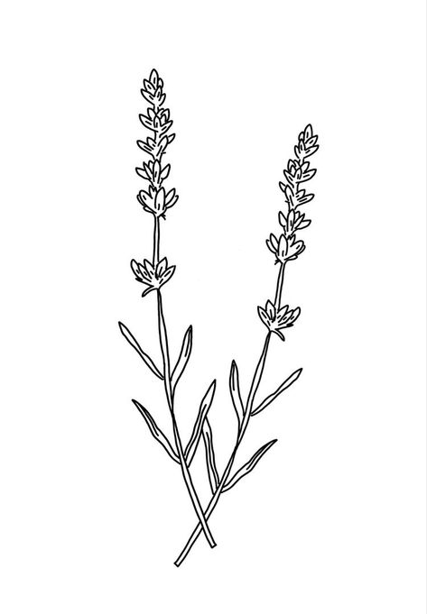 Line Work Lavender Tattoo, Lavender Plant Line Art, Lavender Outline Drawing, Lavender Flash Tattoo, Lavender Drawing Black And White, Lavender Flower Drawing Simple, Lavender Tattoo Outline, Sprig Of Lavender Tattoo Simple, Lavender Outline Tattoo