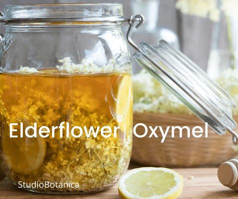 How to make Herbal Oxymels + WHY you will want to get busy! - Studio Botanica Oxymel Recipe, Living Seasonally, Herbal Alchemy, Barbara Oneil, Medicine Recipes, Apothecary Design, Basil Herb, Homemade Body Care, Herbal Medicine Recipes