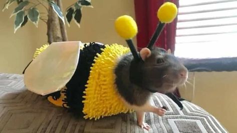 Rats In Costumes, Rat Costumes, Bee Meme, Rat Costume, Rats And Mice, Mouse Photos, Pet Rat, Born In May, Bee Costume