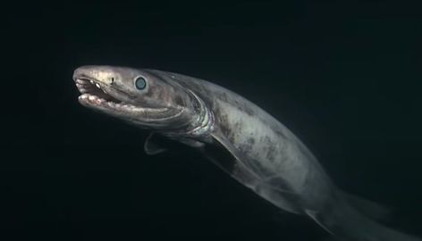 frilled shark characteristics - Google Search Hole Dwelling, Sharkuterie Board, Point Nemo, Cartilaginous Fish, Frilled Shark, Green Anaconda, Goblin Shark, Creepy Animals, Bat Species