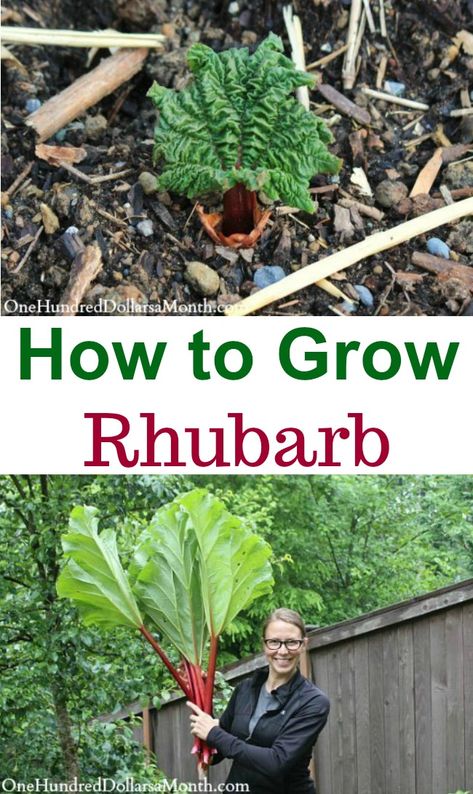 How to Grow Rhubarb {Start to Finish} - One Hundred Dollars a Month How To Grow Rhubarb, Grow Rhubarb, Growing Rhubarb, Rhubarb Plants, Farm And Garden, Rhubarb Recipes, Veg Garden, Wildflower Garden, Garden Store